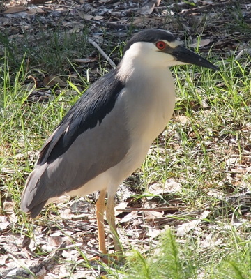 [The heron stands on the leaf-strewn ground facing the right. It eye is open showing the red color with a black center. The top of its head and the upper layer on its back is nearly black. A layer below that on the back is grey and leads into the white neck and stomach of the bird.]